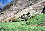 古代バレイショ農法（ペルー）